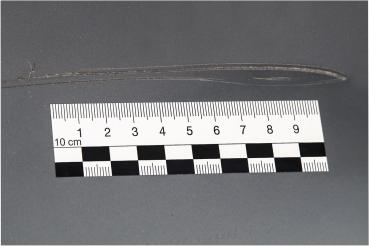 Gutachter-Set selbstklebend